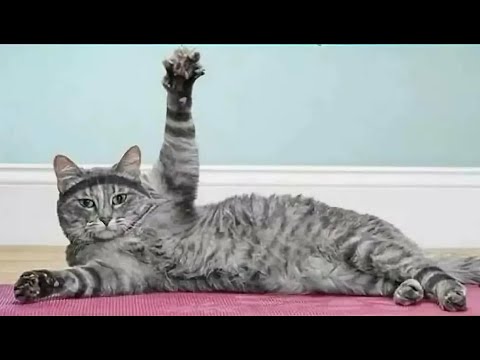? Спортивные коты! ? Приколы с котами и собаками 2022 #41