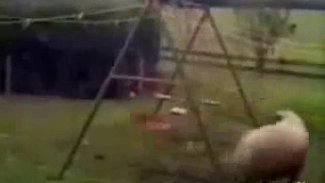 Баран и качели