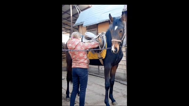 СВОЯ ЛОШАДЬ В 14 ЛЕТ/КАК Я КУПИЛА ЖЕРЕБЁНКА