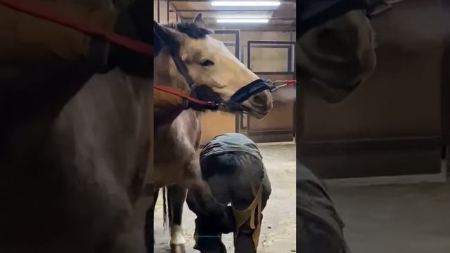 Лошади впервые расчищают копыта