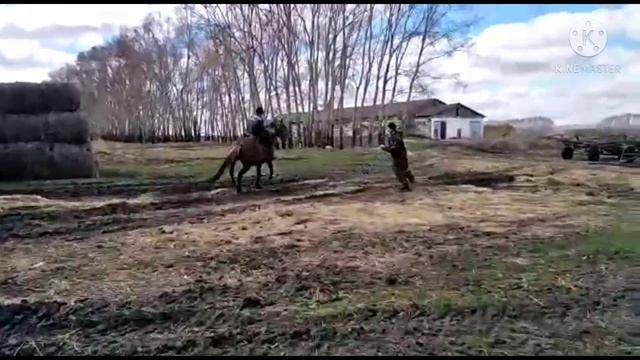 Обучение ЛОШАДИ! Колхозники заезжают жеребца!