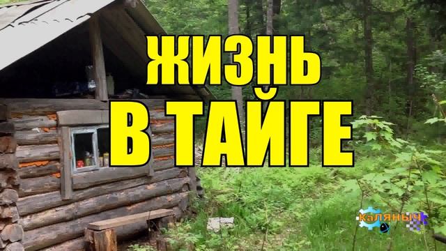 0851 - ЖИЗНЬ В ТАЙГЕ ЗИМОЙ _ ПРОМЫСЛОВАЯ ОХОТА В СИБИРИ _ ОХОТА ВОЛКОВ _ ОХОТА ЛИСЫ