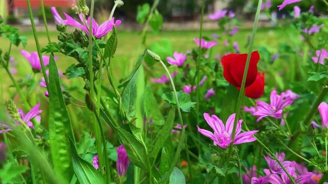 Звук конуса, звук природы. Музыка успокаивает нервы🌿музыка лечит сердце, музыка для души.