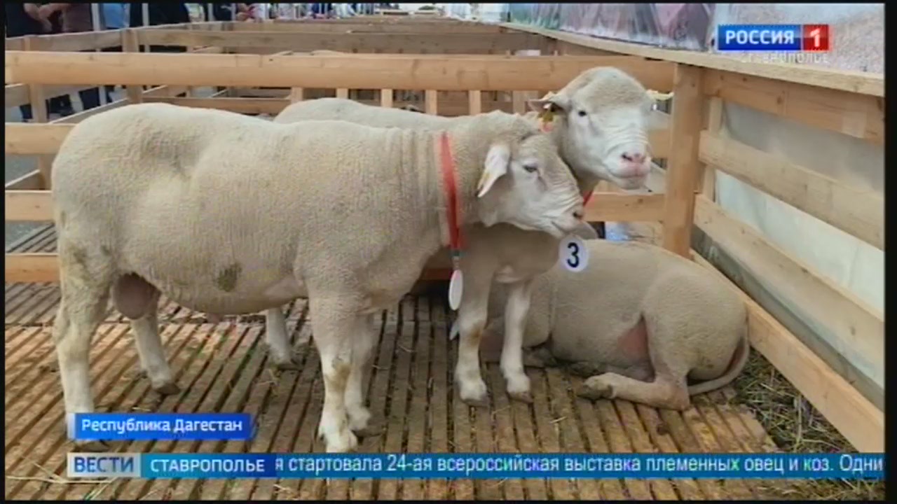 Ставропольские животноводы представили племенных овец на выставке в Дагестане