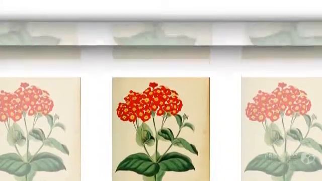 Rondeletia - garden plants