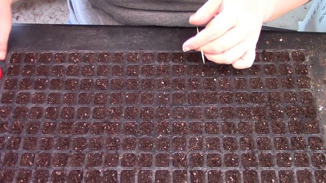 Starting Lisianthus From Seed : Flower Farming