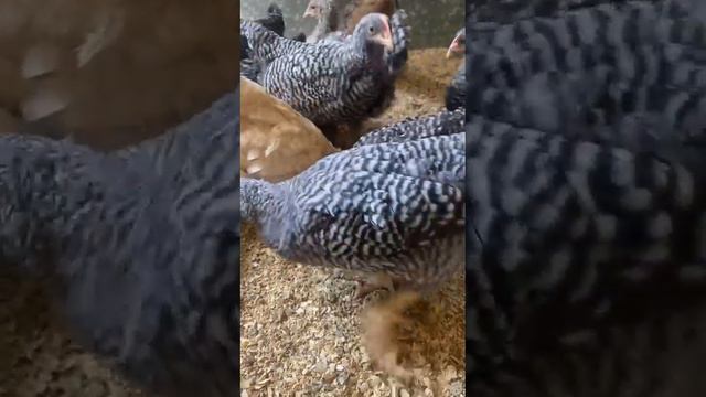 Цыплята Амрок 1,5 месяца