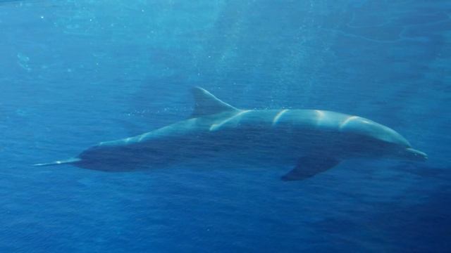 Dolphin Meditation, Sea Relaxation - 10 minute
