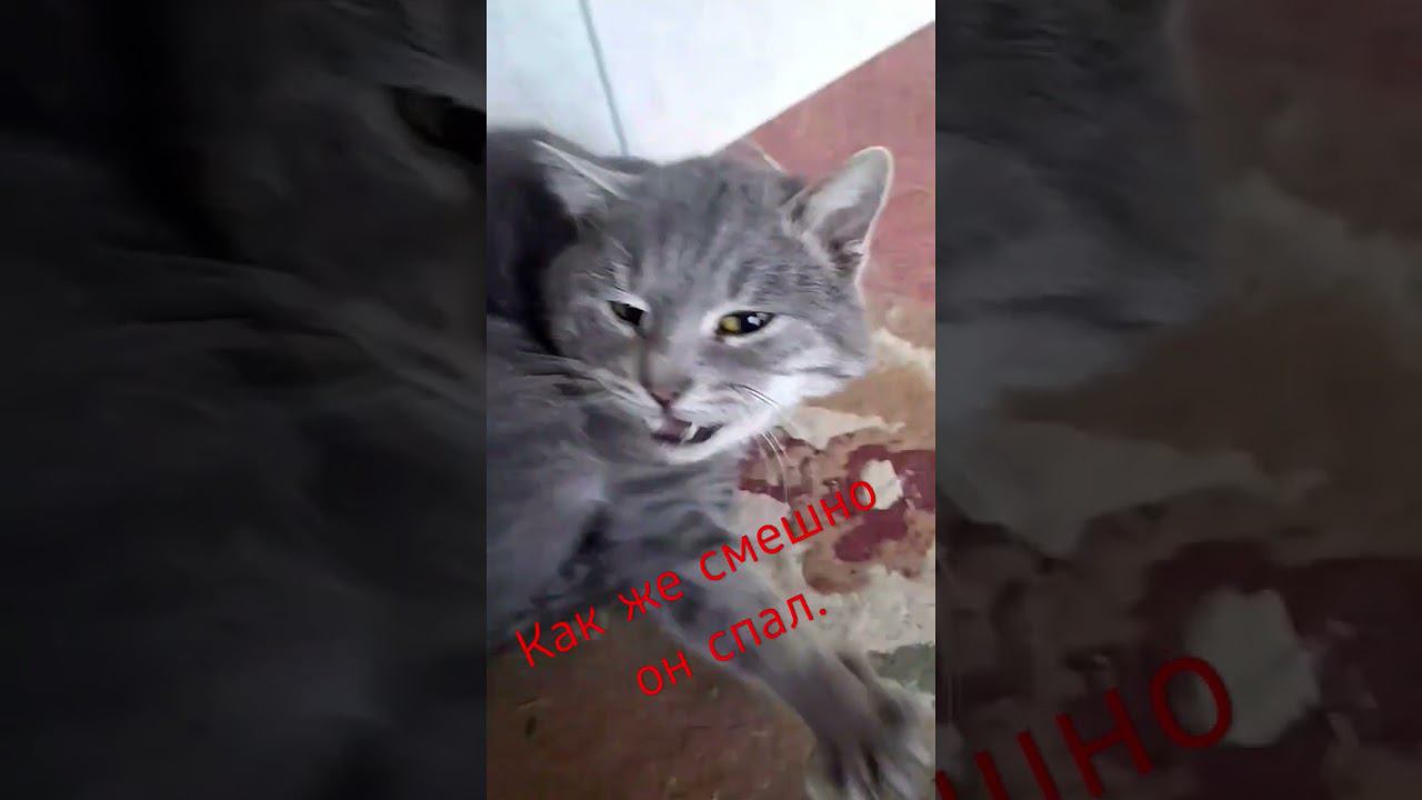 Бедненький ,разбудили.