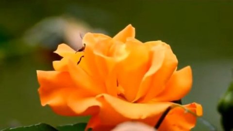 Natural Life Музыка Релакс - Relaxing music 5