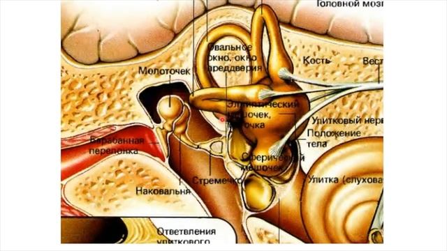 Орган слуха, гравитации и равновесия. Строение наружного и среднего уха