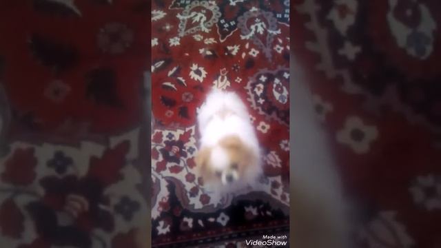 Моё первое видео ! Шпиц !?