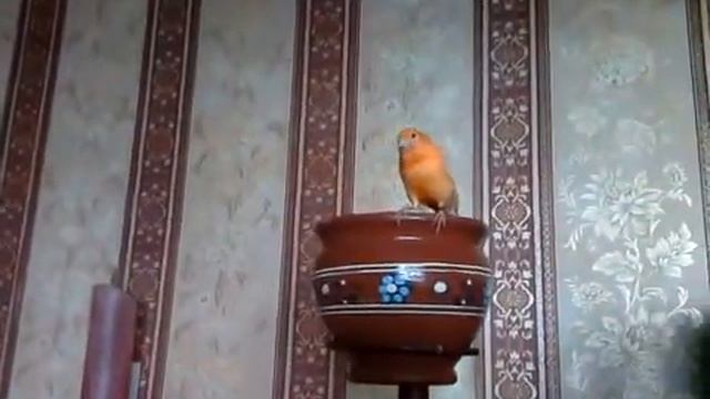 Канарейки 16 июня 2018 г.