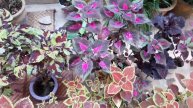 Coleus Care Tips - How to grow vibrant and colorful coleus plant. #coleuscare #keralaherbalcare