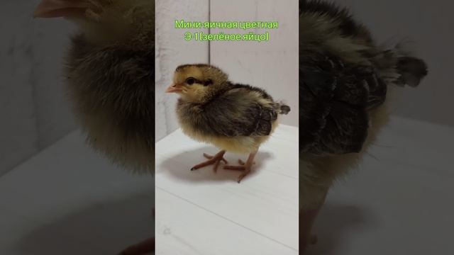 Мини-яичная Э-1