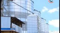 В Клецке за сутки перерабатывают около 100 тонн семян рапса