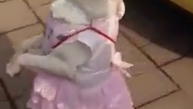 собачка
