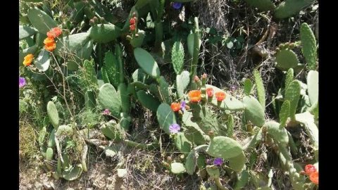 Кактус цветет/ Природа Испании/ Жизнь в Испании/Cactus in bloom/ Life in Spain