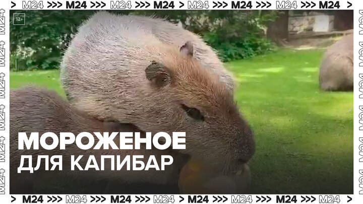В Московском зоопарке рассказали, как помогают животным пережить жару — Москва 24