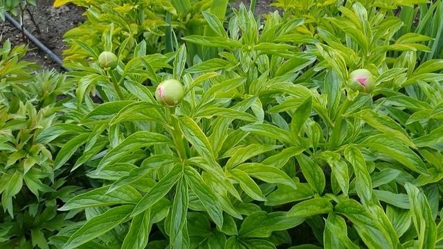 Пион Ред Чарм Paeonia Red Charm