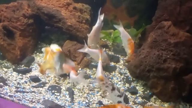 Мой вечерний релакс . Карпы Кои ужинают ?