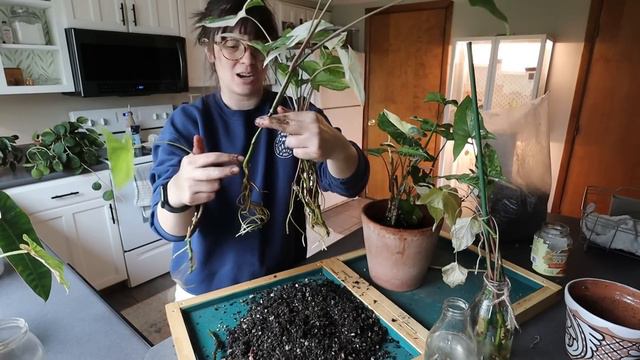overdue repotting and other plant chores!