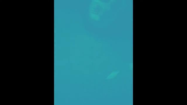 чудесный- перхоть