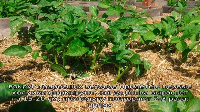 Посадка картофеля под солому