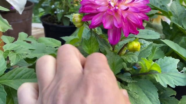 Георгины из Семян собственного сбора! Цветение  Сеянцев моих Георгин!?