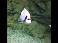 Тропические рыбки Подводные съемки. Аквариум