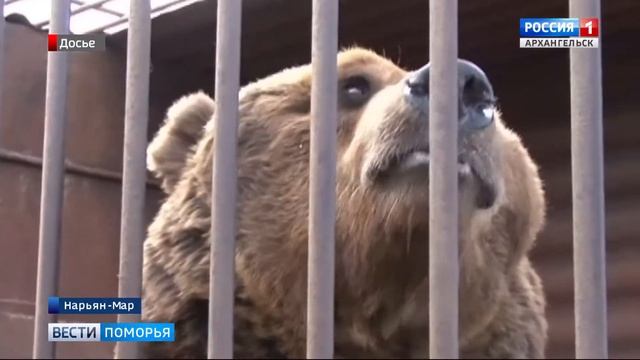 В Ненецком округе бурый медведь заповедника "Ненецкий" вышел из зимней спячки