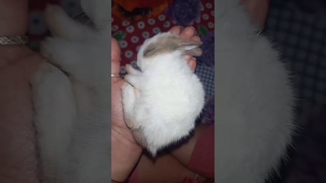 Bunny sleeping time ? #bunny #viral #pets