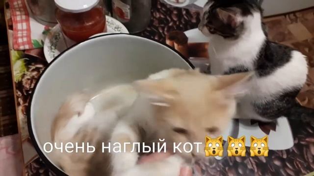 Суп с котом, часть 3?.Большому коту-большая кастрюля ?.Как спят наши котята ?.
