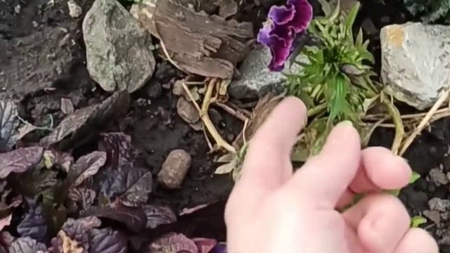 ? АЗЕЛИТ СПАСЁТ МИР ОТ ЗАГРЯЗНЕНИЯ ? ВОЗВРАЩЕНИЕ ОТЦА ?