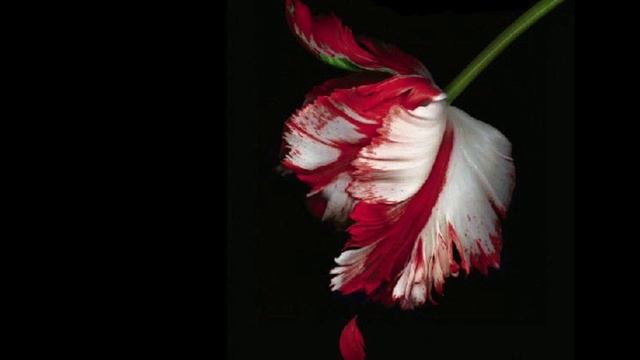 New Moon Audiobook, Chapter 1: Party