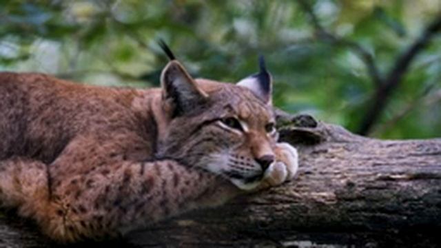 4К Дикая Природа | Музыка, которая лечит сердце и сосуды, успокаивает нервную систему, тело и душу