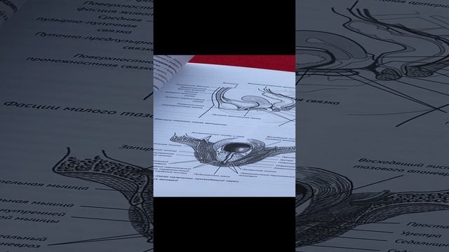 Фасции. Роль тканей в организме человека