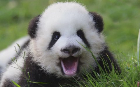 Невероятный факт №1: "Панды-новорожденные на вес не продаются"