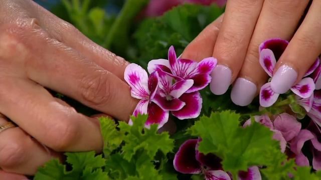 Roberta's 6-Piece Citronella Geraniums Live Plants on QVC