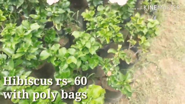 COMMON HOUSE 🌱PLANTS🌿NAME🍁WITH PRICE. NATURE CARE GARDEN CENTER. (RAIPUR)