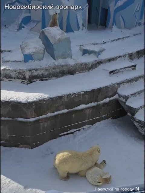 Новосибирский зоопарк ранней весной 🐒🌱🐆