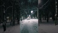 Домашние питомцы любят снежные прогулки