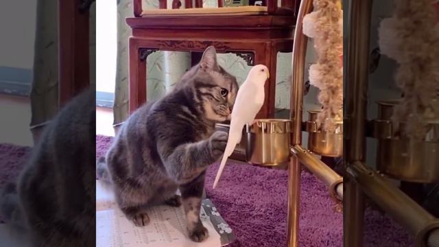 Кот играес с попугаем