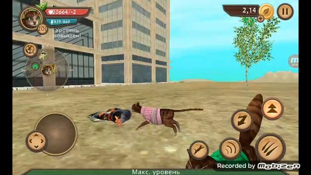 обучение cat sim для новичков