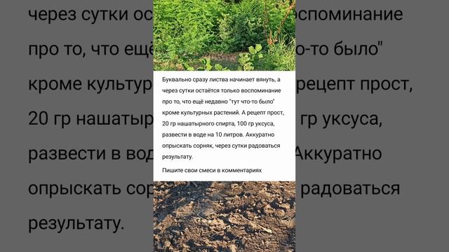 Полейте таким средством сорняки, и они через сутки засохнут. Даже глубинные корни не терпят, а горят