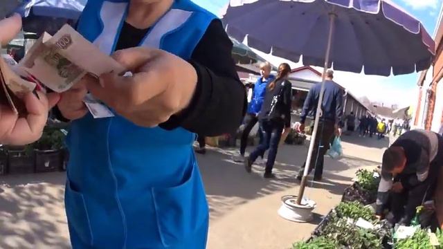 Центральный рынок!Рассада  овощей !