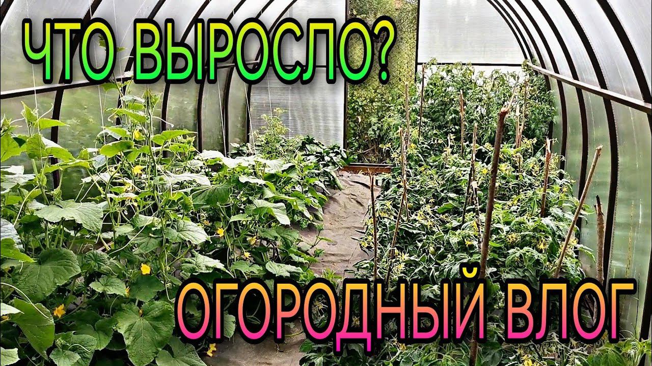 ВЛОГ огородный. Что выросло.