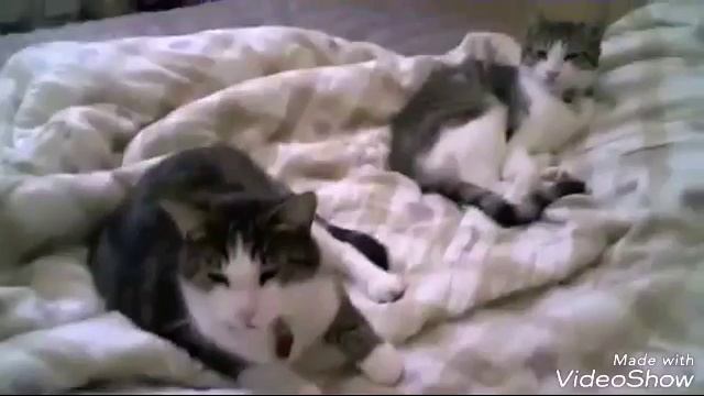Коты зевают:)