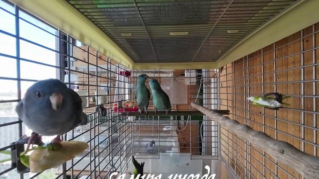 Попугаи Катарины скрытой камерой