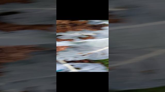 Брокколи.mp4